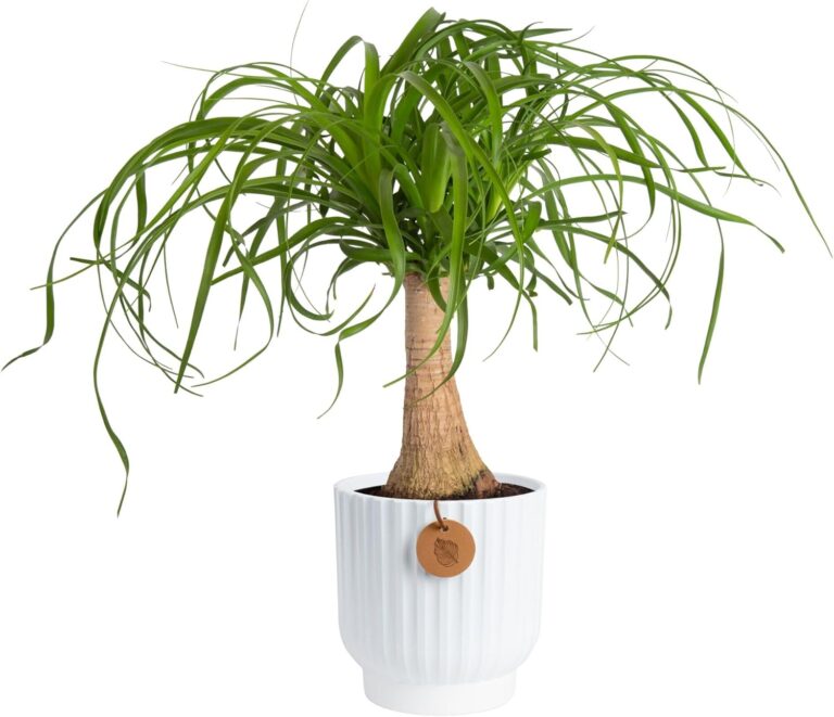 Ponytail Palm: 8 Ultimate Steps For Amazing Indoor Decor In 2026 19 718fdJ0aVIL. AC SL1500 Rental Friendly Decor